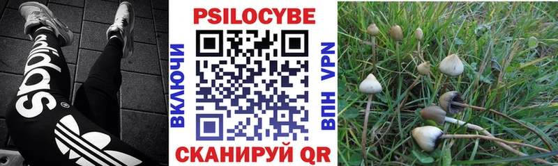 где продают   Мичуринск  Псилоцибиновые грибы Psilocybe 